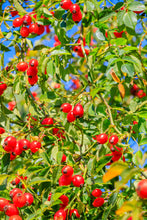 Load image into Gallery viewer, Rosehip syrup