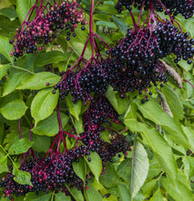 Load image into Gallery viewer, Elderberry syrup