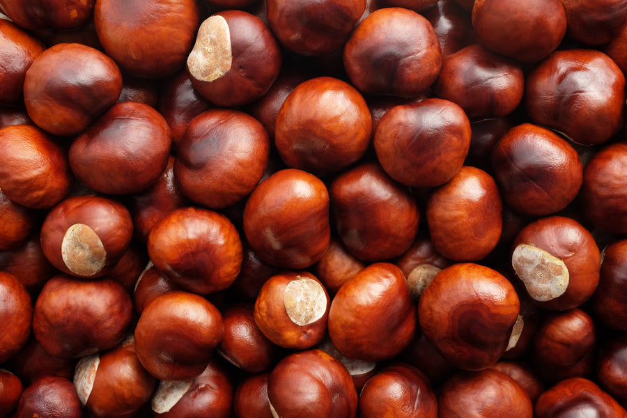 Secret life of Conkers